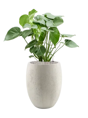 Monstera deliciosa in Grigio Office Plant With Pot 104cm Height 30cm Dia