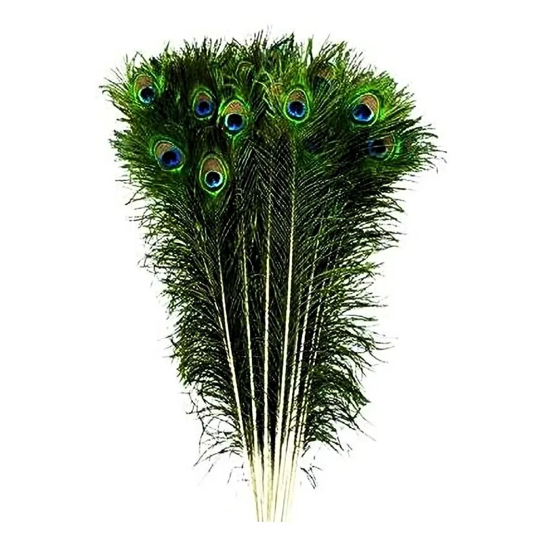 Natural Peacock Feather 10 Inch - 12 Inch | Mor Pankh for Home Decor | Pack of 500 Pcs, Rs 2745/-)