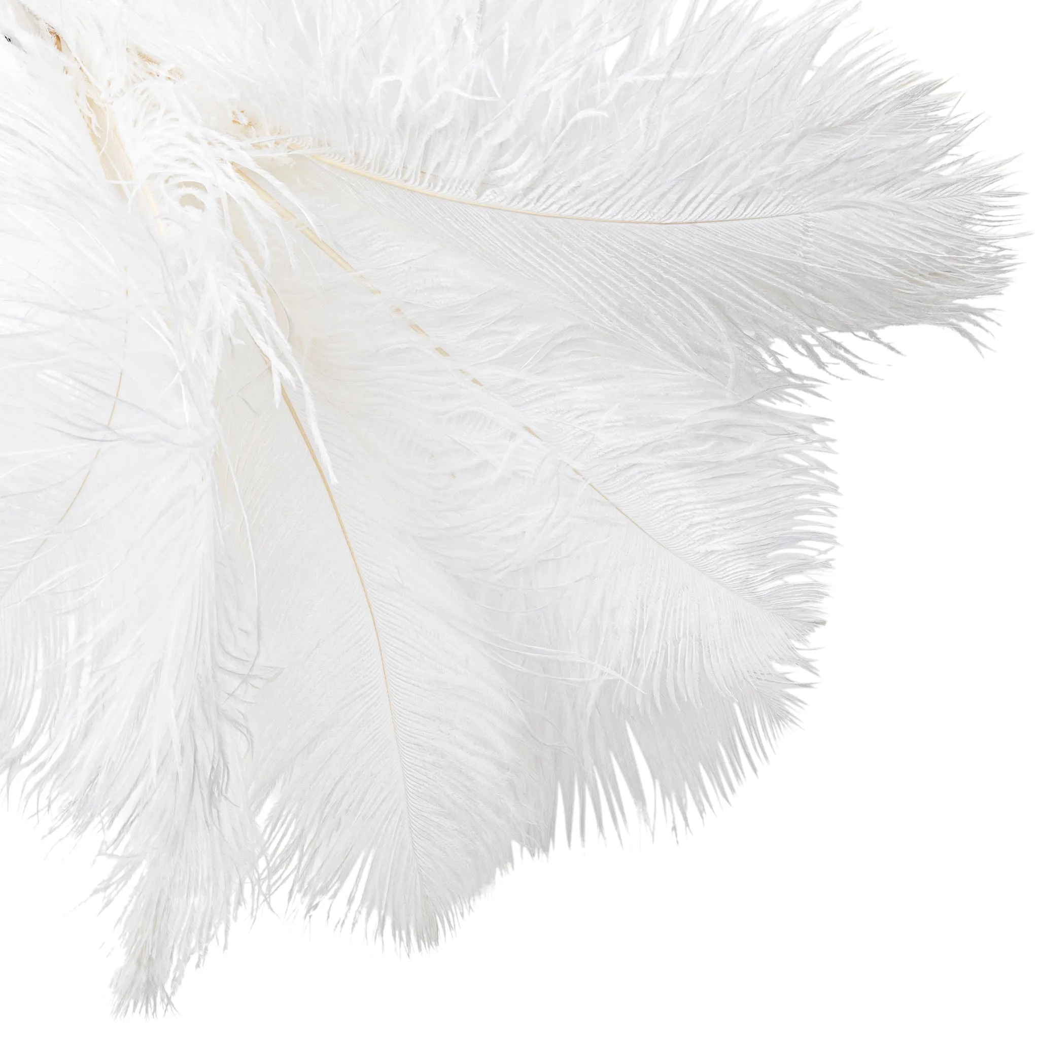 Ostrich Feathers 16"-18" (10 pcs) - White