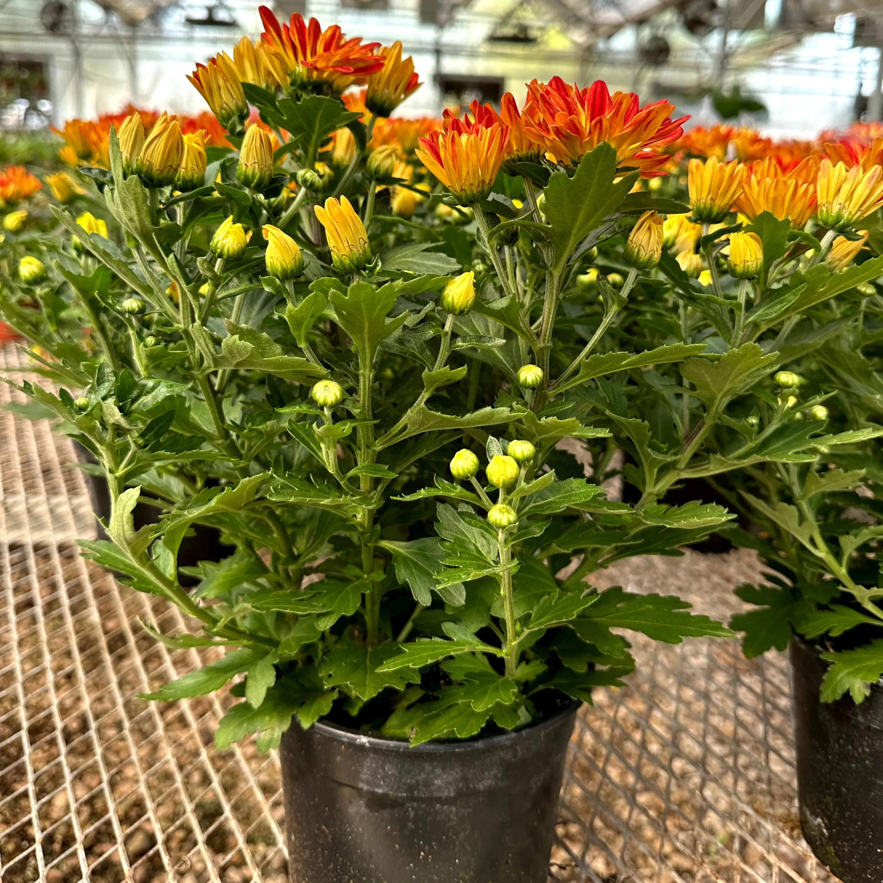 Red and Yellow Fall Mum