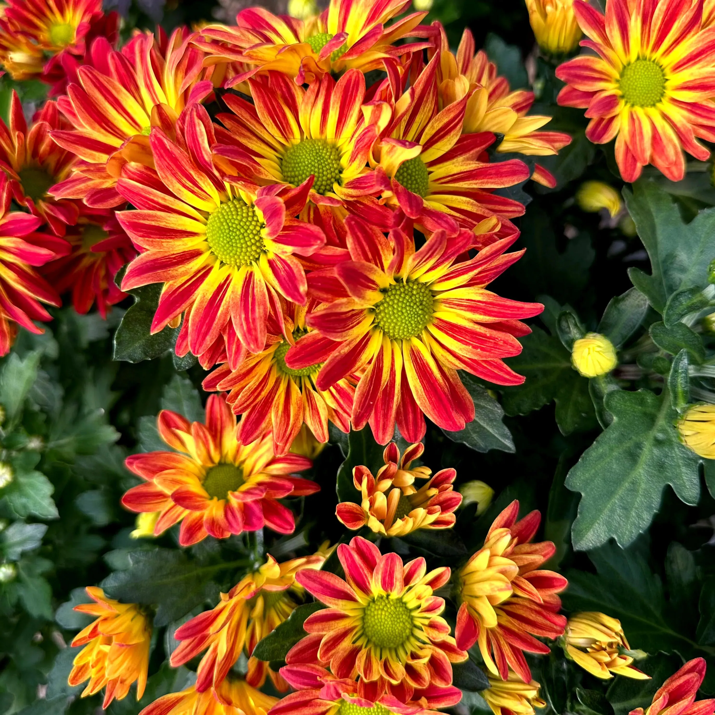 Red and Yellow Fall Mum